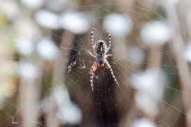Subscribe to our youtube channel to get the subscribe to our youtube channel to get the latest pest control tips to keep your home pest free! The Superb Blog 7315