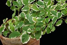Image result for Ficus variifolia