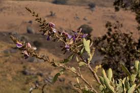 Image result for Droogmansia