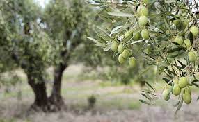 When planting an olive tree, apart from the ornamental olive tree's value, what's important is yield for places with long winters, select olive tree varieties with higher chill unit requirements. How To Grow Olive Trees Faq Olive Grove Oundle