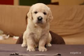 Image result for zlatý retrívr