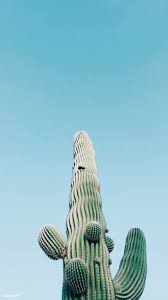 The saguaro is the largest and most exotic cactus in the united states. Saguaro Cactus Arizona United States Free Image By Rawpixel Com Megan Rogers Cactus Photography Saguaro Cactus Saguaro