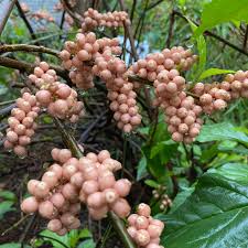 Image result for Maesa