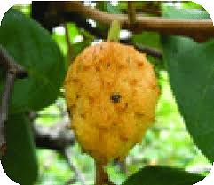 Image result for Annona senegalensis