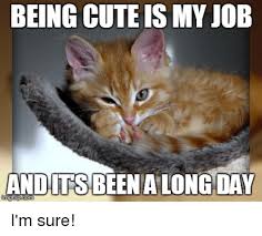 We did not find results for: Being Cute Is My Job And Its Ben A Long Day Meme Ahseeit