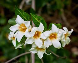 Image result for Rothmannia globosa