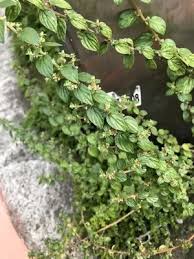 Image result for Pouzolzia parasitica