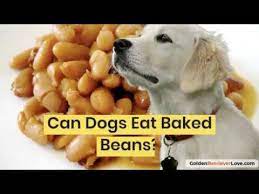 Even though dogs are omnivores, they need quality sources of protein and beans just don't have enough. Can Dogs Eat Baked Beans Youtube