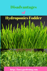 Advantages Of Hydroponics And Hydroponic Fodder Disadvantages Hydroponics Aquaponics Ecosystem Aquaponic Gardening