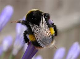 Image result for Bombus lucorum