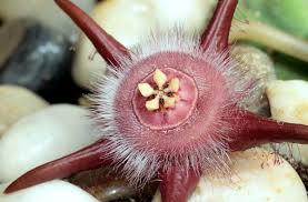 Image result for Duvalia