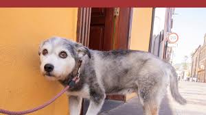 Notice how the dog is trying to slink his body up into a small ball, as if to want to disappear out of sight. Tips To Help Fearful Dogs Feel Safe Ct Dog Rescue Dog Star