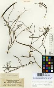 Image result for Periploca linearifolia