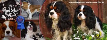 Available cavalier puppies from castlemar. Silverstreak Cavaliers Home Facebook