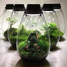 Mossarium Complete Care Guide How To Build Miniaturgarten Terrarien Gartenterrarium