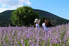 Lavanta sodasına kadar bin bir çeşit ürün olan çarşısı cana yakın anadolu insanının ekmek teknesi olmuş. Isparta Nin Lavanta Kokulu Koyu Kuyucak Koyu Nde Bir Gun Oitheblog