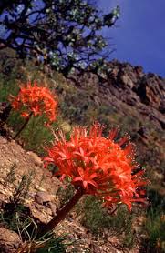 Image result for Brunsvigia