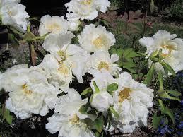 It consists of shrubs that have perennial aerial woody stems. Pin On My Garden