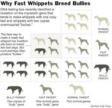 Why Fast Whippets Breed Bullies Nytimes Com