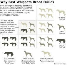 why fast whippets breed bullies nytimes com