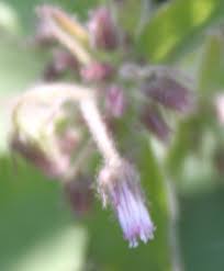 Image result for Blumea axillaris