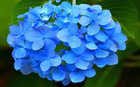 Most Beautiful Flowers In The World 32 You Must Have A Look At Most Beautiful Flowers Flowers Beautiful Flowers