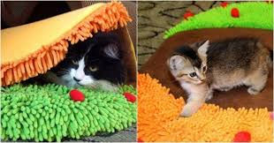 Un Gros Tapis Taco Pour Ton Chat Animaux Chat