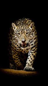 Find the best wallpapers animals on wallpapertag. 450 Amoled Animals Ideas Animal Wallpaper Animals Wallpaper