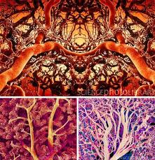 Look Closer Stunning Up Close Electron Microscope Art Microscope Art Electron Microscope Science Images