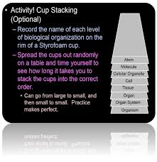 Student S Practice Cup Stacking To Learn The Levels Of Biological Organization I Levels Of Organization Biology Medical School Organization Science Classroom