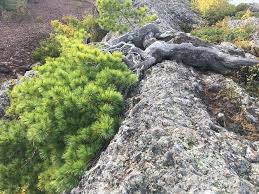 Ancient, wild bonsai trees are priceless nature creates whimsical, unique shapes. Nature S Bonsai Trees Trees Living In The Wild Design Mirai Forum