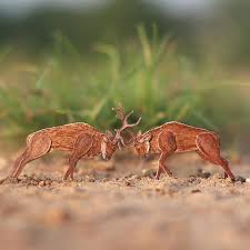 Nayan Vaishali On Instagram 644 730 The Red Deer Fighting Use Less Save More The Red Deer Cervus Elaphus Is Deer Species Red Deer Species