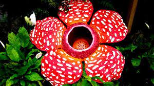 Rafflesia