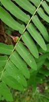 Image result for Osmunda regalis