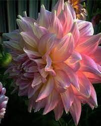 Muito Linda A Foto Flores Bonitas Flores Dalias