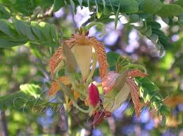 Image result for Tamarindus