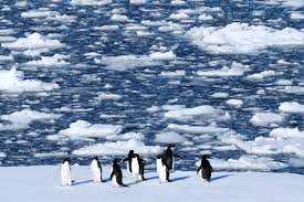 Image result for penguin