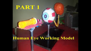 mitochondria working model by students of m sc biotechnology m d p g college sri ganganagar you science experiments kids biology projects science projects