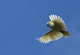 Bird With White Stripes On Wings There Will Be A Bird Today It Will Be White With Streaks Of Gold Like A Crown Atop Its Head It Will Fly Australian Animals Australian Birds Birds Flying