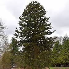 Dentata that could reach 60 m. Monkey Puzzle Tree Araucaria Araucana In Boston Hopkinton Chelmsford Hingham Middleborough Massachusetts Ma At Weston Nurseries