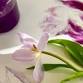 Floral Art Watercolour Workshop event image
