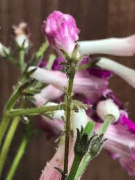 Image result for Streptocarpus leptopus