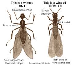 Results, previous termite damage, but no current activity. How Are Different Types Of Timber Tested For Termite Resistance Bug Busters Usa Inc