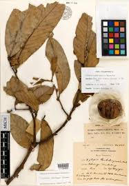 Image result for Cleistochlamys kirkii