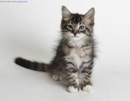 The four tabby color variations are represented by the ridiculously cute kittens below: Pisces 2 Month Old Male Brown Tabby Domestic Longhair Ico Ca Grey Cats Tridanim Tabby Cat Tabby Cat Pictures Orange Tabby Cats