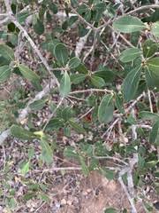 Image result for Elaeodendron schlechterianum
