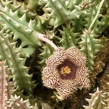 Image result for Huernia kirkii