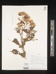 Image result for Vernonia lasiopus