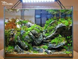 Come here to enjoy pictures, videos, articles and discussion. Aquaflora Do You Like Brazilian Style Aquascapes This Facebook