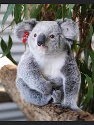 Pin By Claudia Maria De Amorim On Koala Bear In 2020 Koala Bear Cute Funny Animals Cute Animals